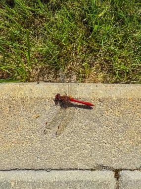 Kırmızı yusufçuk yaya betonunda. Yüksek kalite fotoğraf