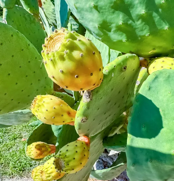Dikenli armut, kaktüs inciri, deniz kenarında yetişen Opuntia da denir. Yüksek kalite fotoğraf