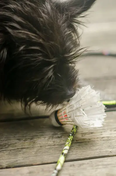 Köpek, tahta bir yüzeyde, rakette badminton topu kokluyor. Yüksek kalite fotoğraf