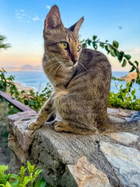 Cat deniz kenarındaki balkonda dinleniyor. Yüksek kalite fotoğraf