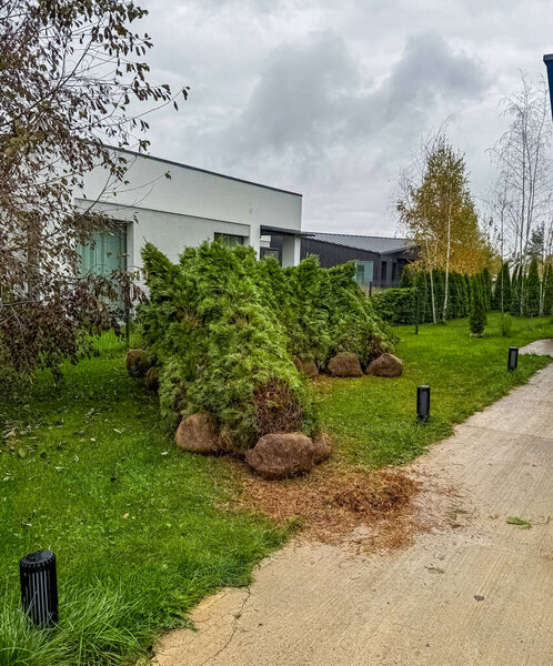 Freshly Dug thuja Trees Ready for Planting in Modern Residential Garden. High quality photo