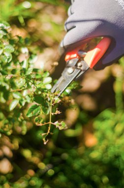 Bahçe makası ile gri eldivenli bir kadın hasta gülleri kesiyor. Yüksek kalite fotoğraf
