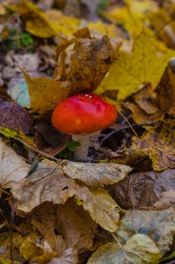 Amarik uç ya da Amanita uç, sonbahar ormanı geçmişi. Yüksek kalite fotoğraf