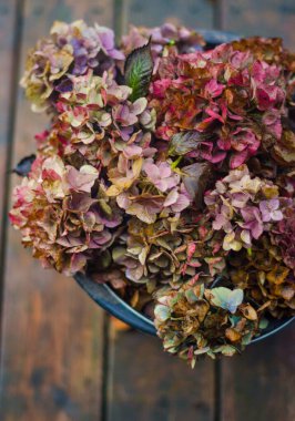  Sonbahar, tahta zeminde siyah kovada ortanca çiçeklerini kesti. Yüksek kalite fotoğraf