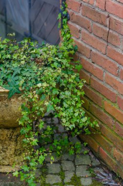 Ivy spilling from pot, rustic brick corner, urban gardening detail. High quality photo clipart