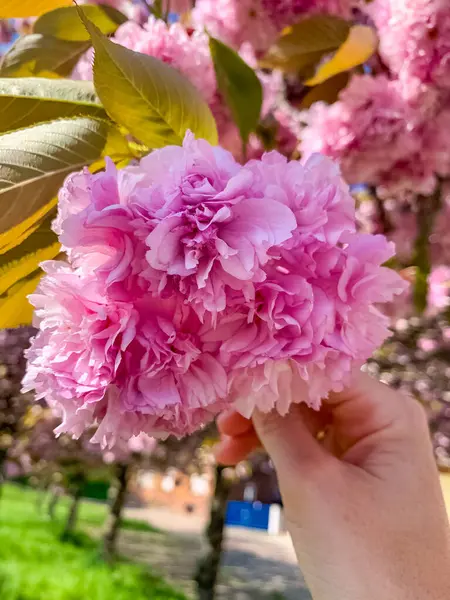 Bayan El 'in elinde kiraz çiçeği, pembe çiçek detayı, bahar mevsimi. Yüksek kalite fotoğraf