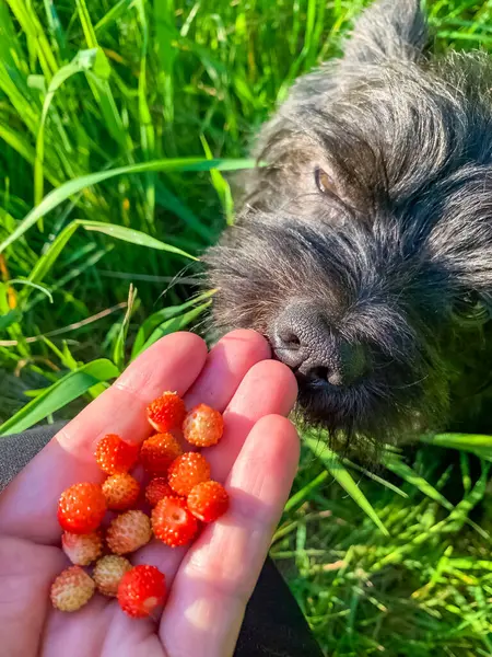 Yeşil bir yaz tarlasında taze koparılmış yabani çilekleri koklayan siyah köpek. Yüksek kalite fotoğraf