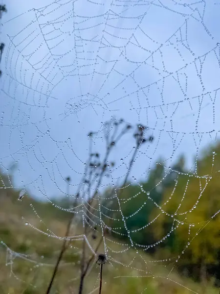 Sabahları çiğ damlaları parıldayan örümcek ağı, hassas bir doğal mucize. Yüksek kalite fotoğraf