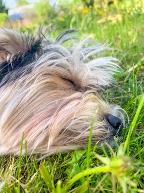 Şirin tüylü köpek yeşil çimenlerde huzur içinde güneşli bir günün tadını çıkarıyor. Yüksek kalite fotoğraf