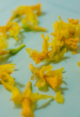 Açık maviye saçılmış solmuş sarı çiçekler. Solgun güzellik, kırılganlık. Yüksek kalite fotoğraf