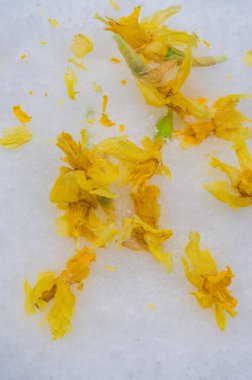 Karlı beyaz bir yüzeye serpilmiş canlı, sarı, kurutulmuş çiçekler. Yüksek kalite fotoğraf