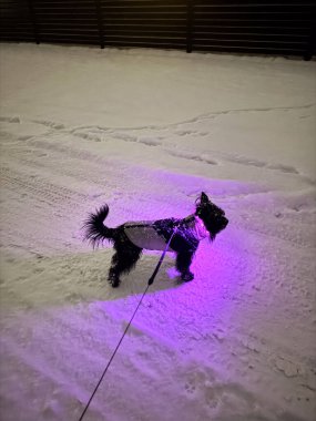 Black dog in winter coat glowing with purple light on snowy night walk. High quality photo clipart