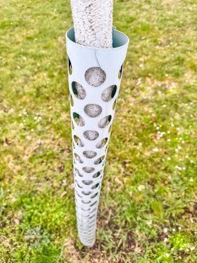 Çimenli bir alanda delikli plastik koruyucuyla korunan genç ağaç. Yüksek kalite fotoğraf