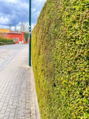 Kaldırımdaki yeşil çitin mükemmel bir şekilde budanmış görüntüsü. Yüksek kalite fotoğraf