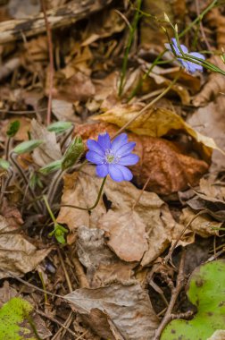 Kuru orman zemininde yetişen mor kır çiçeği. Kuru orman yapraklarında filizlenen narin mor kır çiçeği. Yüksek kalite fotoğraf