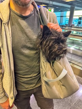Havaalanında küçük siyah bir köpek ve sıradan kıyafetler giymiş bir adam. Yüksek kalite fotoğraf