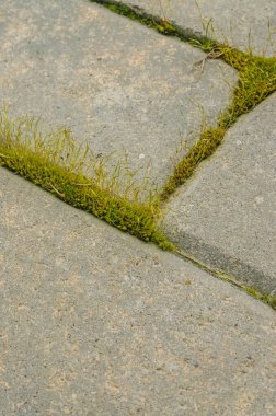 Bahar mevsiminde beton kaldırım tuğlaları arasında büyüyen yeşil yosun. Yüksek kalite fotoğraf