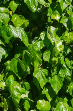 Tırmanma bitkisinin yoğun yaprakları canlı yeşil bir zemin oluşturur. Yüksek kalite fotoğraf