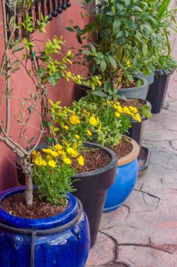 İçinde sarı çiçekler ve yeşillik bulunan saksı bitkileri dekoratif taş bir patika. Yüksek kalite fotoğraf