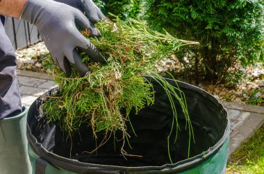 Eldivenli şahıs, açık hava bahçesinde çalışırken yeşil atıkları torbaya koyar. Yüksek kalite fotoğraf