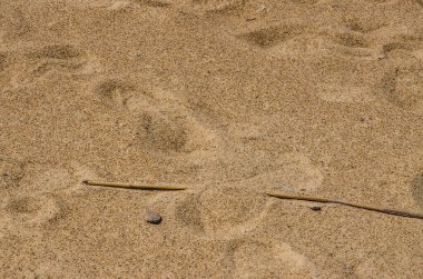 Kumsalda kuru kum, ayak izleri ve bir sopayla yakın plan. Yüksek kalite fotoğraf