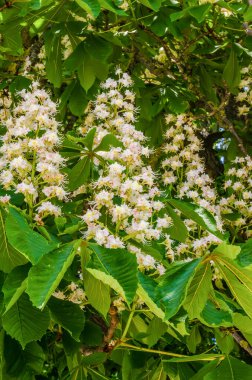 Yeşil yaprakları ve beyaz pembe çiçekleri olan kestane ağacı dalları. Yüksek kalite fotoğraf