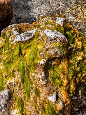 Suyun yanında yeşil yosun ve beyaz tuzla kaplı kaya. Doku detayı yakın plan. Yüksek kalite fotoğraf