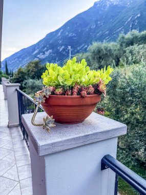 Balkondaki terakotta tenceresinde, manzaralı dağ manzaralı sulu bir bitki. Yüksek kalite fotoğraf
