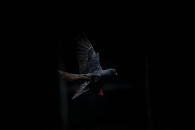 Pigeon flying dark background clipart