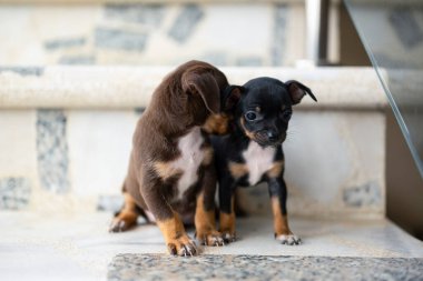 Kardeş köpekler merdivenlerde nazikçe oynuyorlar.