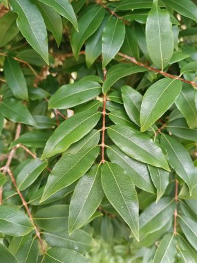 Bir ağacın açık yeşil yaprakları