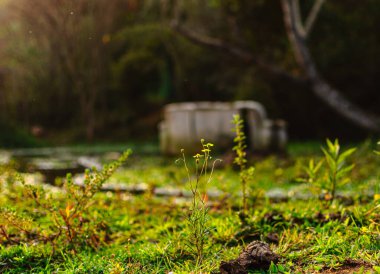 swamp with an old abandoned sofa in the background blurred flowers foreground terror clipart