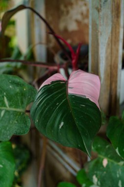 Antika evde ahşap titreşimli çeşitli canavar yaprağı, dikey çerçeve.