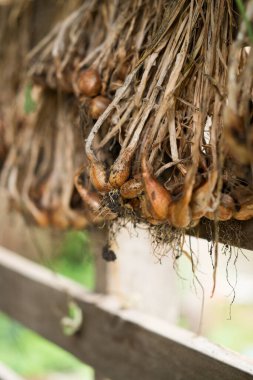 Taze soğan köküne yakın, kulübenin üzerine toprak konmuş.