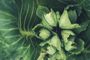 Detaylı ve desenli yeşil marul.