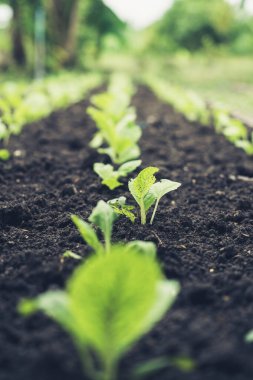 Marul filizlenen kablosuz yeşil titreşim ve siyah toprak, ön planda çözülme