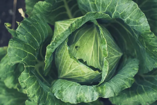 Detaylı ve desenli yeşil marul.