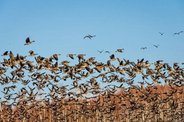 Bir bahar günü, gölden büyük bir kaz sürüsü yükselir.