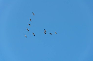 Kuşlar baharda gökyüzünde yüksekten uçar, güzel bir şekilde.
