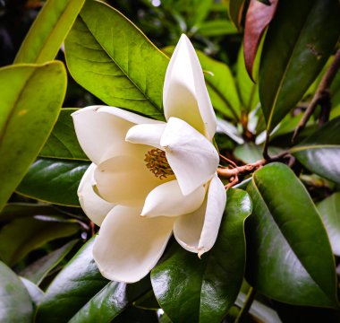 Güney manolyası botanik bahçesinde parlak bir yaz gününde çiçek açıyor.