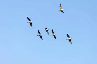 Mavi gökyüzünde uçan kaz sürüsü, sol, alt, yan, yakın görüş