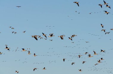 Mavi gökyüzünde kaotik bir şekilde uçan koca bir kaz sürüsü.