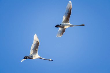 Bir uğultulu kuğu (Cygnus cygnus) bir bahar günü, aşağıdan, yakın plandan eve uçar.