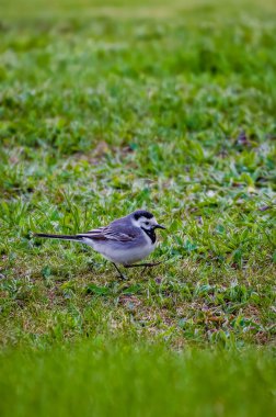 Beyaz kuyruklu (Motacilla alba), yeşil çimlerin üzerinde yürür, küçük, yakın