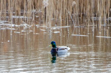 Sıradan ördek ya da Anas platyrhynchos, gölde tek başına yüzüyor, baharın ve erimiş karın tadını çıkarıyor, arka planda kahverengi sazlıkları görebilirsiniz,