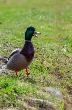 Sıradan ördek ya da Anas platyrhynchos, gölün kıyısında yürüyor, baharın tadını çıkarıyor.