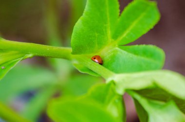 Küçük bir uğur böceği, aynı zamanda Coccinellidae olarak da bilinir, yeşil bir yaprak üzerinde yürür, yakın, yatay