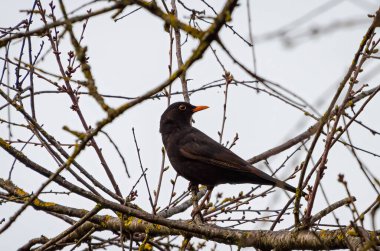 Yaygın karatavuk, Turdus merula olarak da bilinir, bir ağaç dalına tünemiş, siyah, bahar, dikey