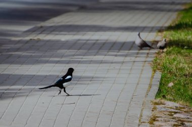 Sıradan bir saksağan (Pica pica) kaldırımda mutlu bir şekilde yürüyor, arka planda iki güvercin görülebilir. Kapat..