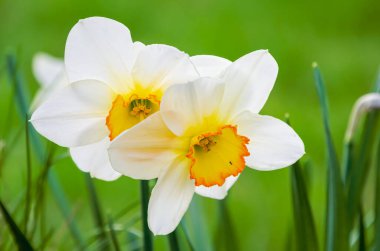 İki güzel beyaz nergis çiçeği açar. Narcissus, kapat.